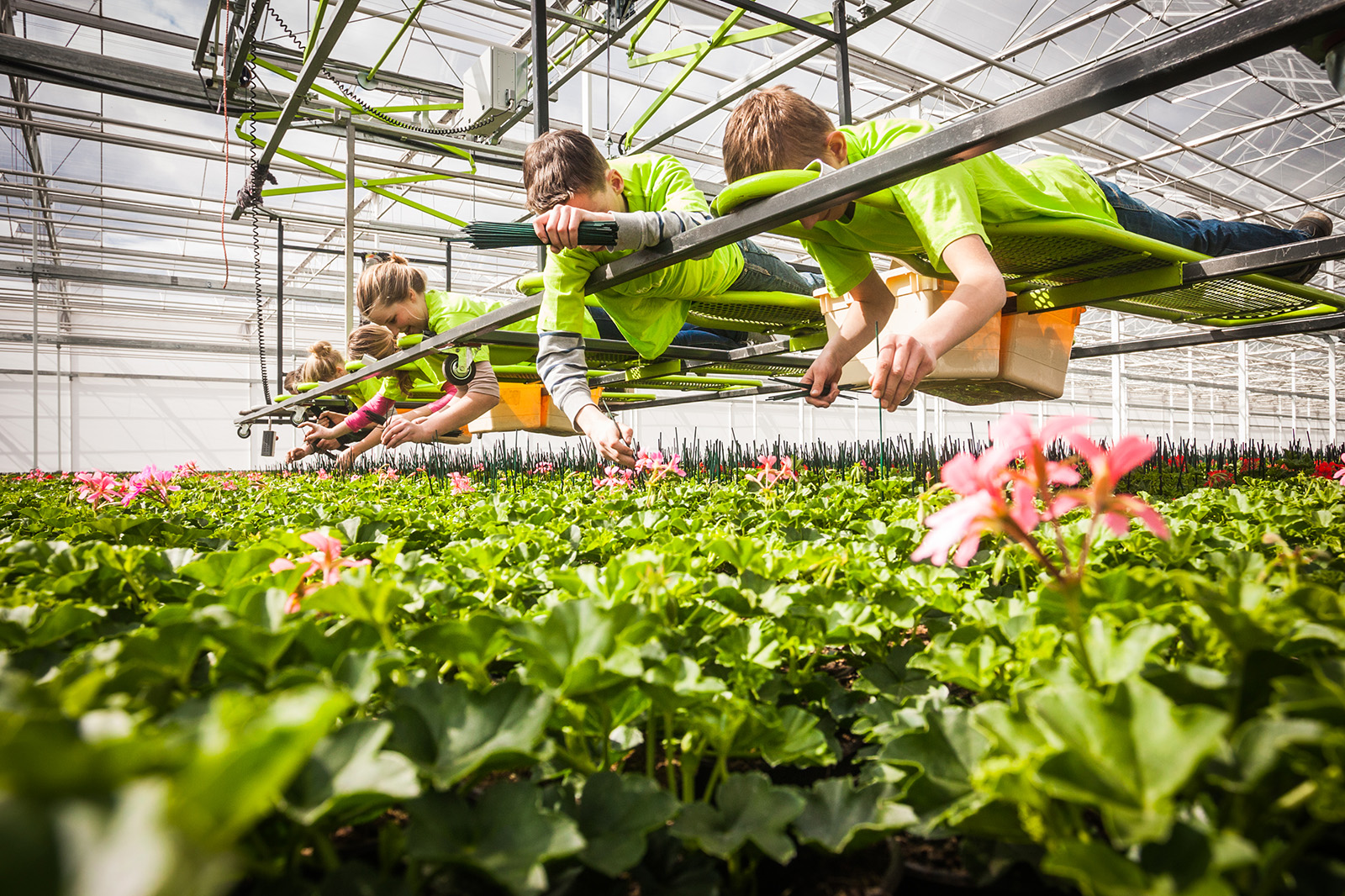 Greenhouse workers tending a bed of flowering plants